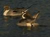 Northern Pintails (Anas acuta)