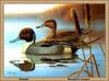 [Animal Art - Ronald J. Louque] Northern Pintail pair (Anas acuta)