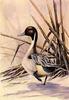 [Animal Art] Northern Pintail (Anas acuta)