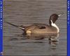 Northern Pintail (Anas acuta)