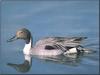 Northern Pintail (Anas acuta)