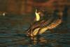 Northern Pintail (Anas acuta)