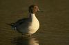 Northern Pintail (Anas acuta)