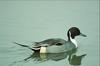 Northern Pintail (Anas acuta)