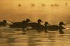 Northern Pintails (Anas acuta)