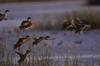 Northern Pintails (Anas acuta)