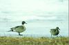 Northern Pintail pair (Anas acuta)