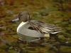 Northern Pintail (Anas acuta)