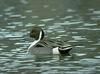 Northern Pintail (Anas acuta)