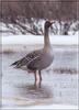 Bean Goose (Anser fabalis)