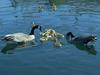 Canada Goose family (Branta canadensis)