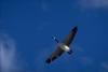 Canada Goose in flight (Branta canadensis)