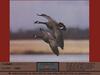 Canada Goose pair in flight (Branta canadensis)