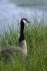 Canada Goose (Branta canadensis)