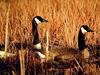 Canada Goose pair (Branta canadensis)