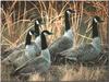 Canada Geese (Branta canadensis)