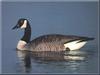 Canada Goose (Branta canadensis)