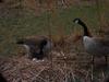 Canada Geese and eggs in nest (Branta canadensis)