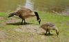 Canada Goose and gosling (Branta canadensis)