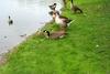 Canada Goose and gosling (Branta canadensis)