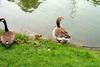 Canada Goose and goslings (Branta canadensis)