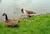 Canada Goose and goslings (Branta canadensis)