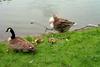 Canada Goose and goslings (Branta canadensis)