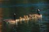 Canada Geese and goslings (Branta canadensis)