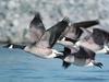 Canada Goose flock in flight (Branta canadensis)