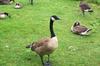 Canada Geese (Branta canadensis)