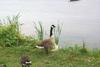 Canada Goose (Branta canadensis)