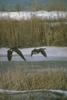 Canada Geese in flight (Branta canadensis)