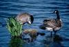 Canada Geese (Branta canadensis)