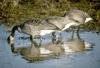 Canada Geese (Branta canadensis)