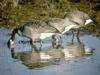 Canada Geese (Branta canadensis)