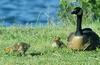 Canada Goose and goslings (Branta canadensis)