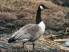 Canada Goose (Branta canadensis)