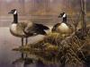 [Animal Art - Robert Bateman] Canada Goose pair (Branta canadensis)