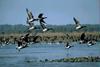 Canada Goose flock (Branta canadensis)