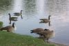 Canada Goose flock (Branta canadensis)