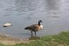 Canada Goose (Branta canadensis)