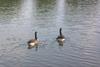 Canada Goose pair (Branta canadensis)