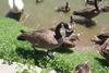 Canada Goose (Branta canadensis)