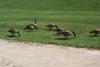 Canada Geese (Branta canadensis)