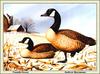 [Animal Art - Andrew Kurzmann] Canada Goose pair (Branta canadensis)