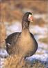 Greater White-fronted Goose (Anser albifrons)