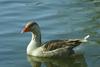 Domestic Goose (Anser anser domesticus)