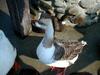 Swan Goose (Anser cygnoides)