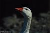 Domestic Goose