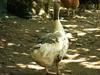 Domestic Chinese Goose (Anser cygnoides)